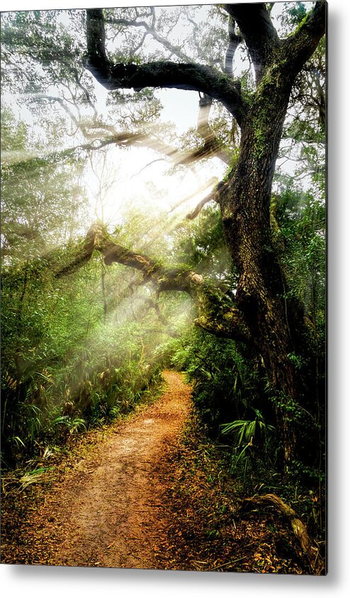 Clouds Metal Print featuring the photograph Little Talbot Island Sunlit Trail by Debra and Dave Vanderlaan
