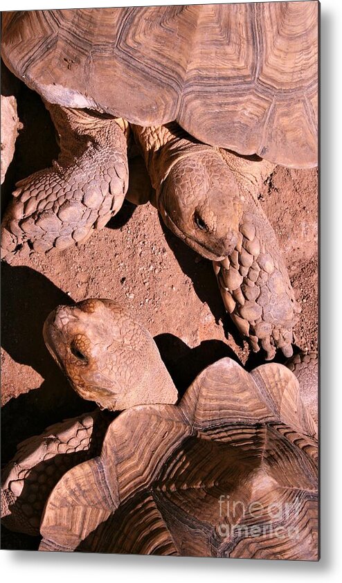 Reptiles Metal Print featuring the photograph Living Pods by Mary Mikawoz