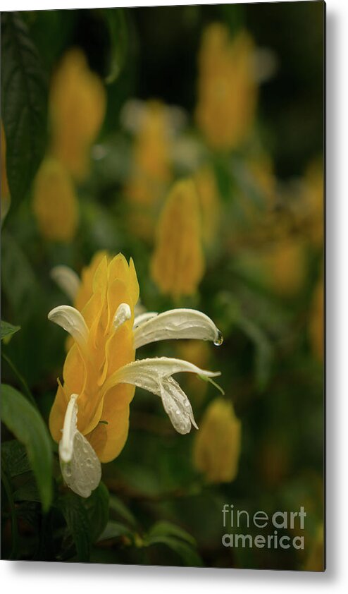 Hawaii Metal Print featuring the photograph Lollipop Flower Brightens the Day by Nancy Gleason