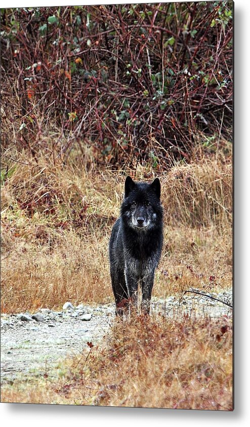Wolf Metal Print featuring the photograph Lone Black Wolf by Peggy Collins