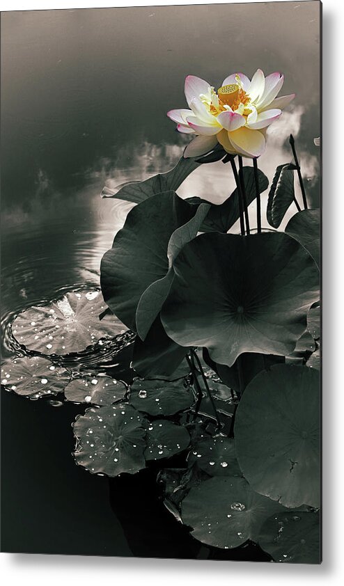 Lotus Metal Print featuring the photograph Lotus in the Mist by Jessica Jenney