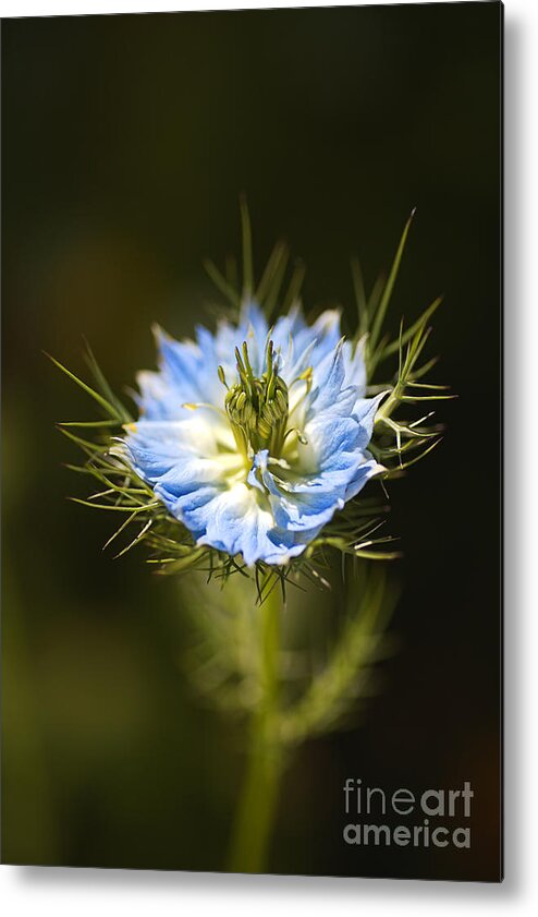 Nigella Metal Print featuring the photograph Love In The Mist Just Opened by Joy Watson