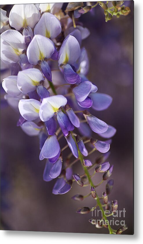 Acanthaceae Metal Print featuring the photograph Love Purple Wisteria by Joy Watson