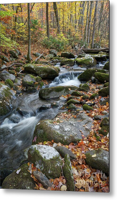 Middle Prong Trail Metal Print featuring the photograph Lynn Camp Prong 14 by Phil Perkins