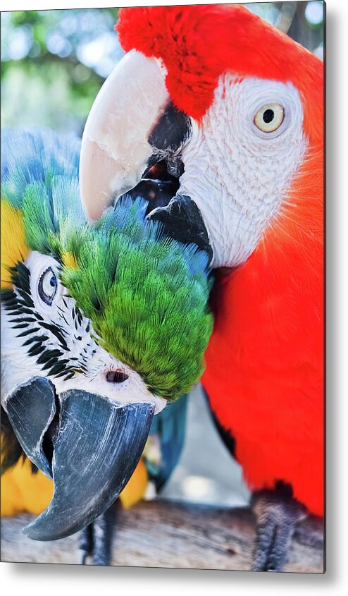Free Flight Metal Print featuring the photograph Macaw Lovers by Kyle Hanson