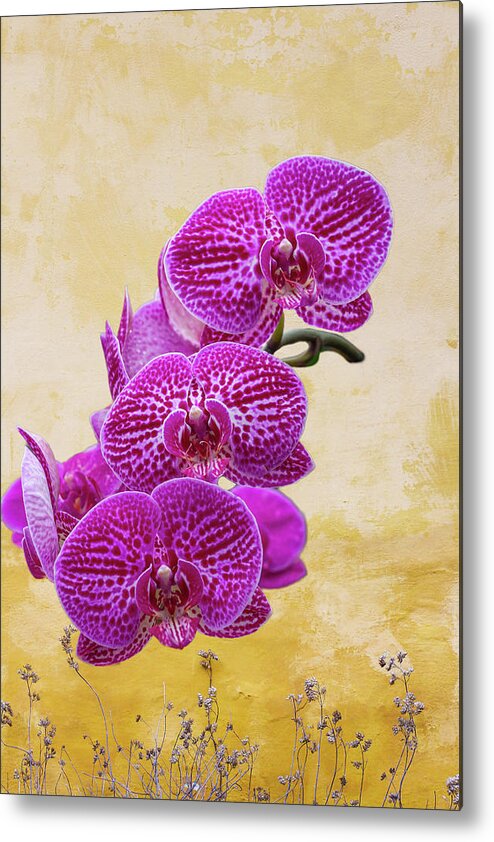 Magenta Metal Print featuring the photograph Magenta Moth Orchids by Cate Franklyn