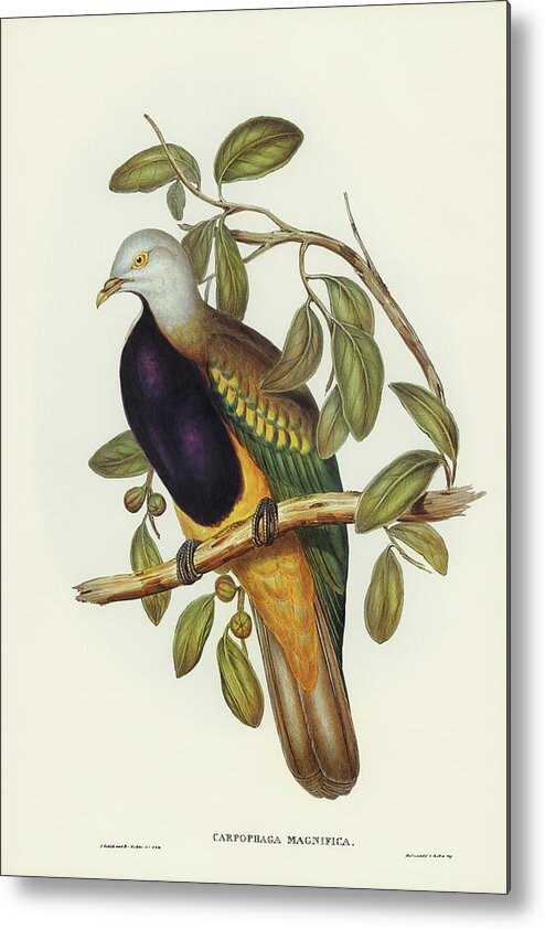 Magnificent Fruit Pigeon Metal Print featuring the drawing Magnificent Fruit Pigeon, Carpophaga magnifica by John Gould