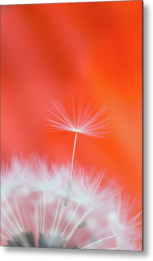 Ideas Metal Print featuring the photograph Make a Wish - on Red by Anita Nicholson