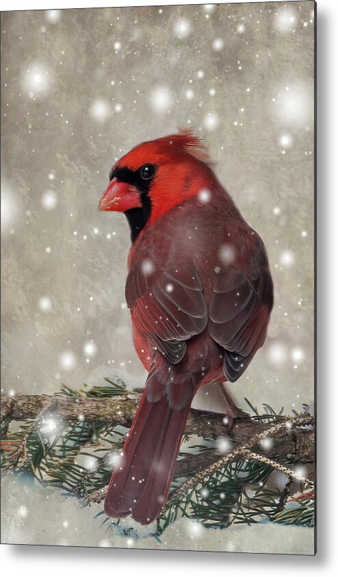 Bird Metal Print featuring the photograph Male Cardinal in Snow #1 by Patti Deters