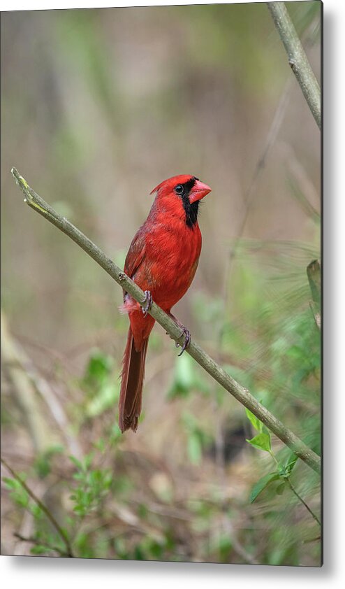 Blue Ridge Parkway Metal Print featuring the photograph Male Northern Cardinal by Robert J Wagner