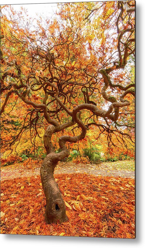 Outdoor; Fall; Colors; Autumn; Tree; Maple; Maple Tree; Seattle; Garden; Arboretum; Washington Park Arboretum Metal Print featuring the digital art Maple at Woodland Park by Michael Lee