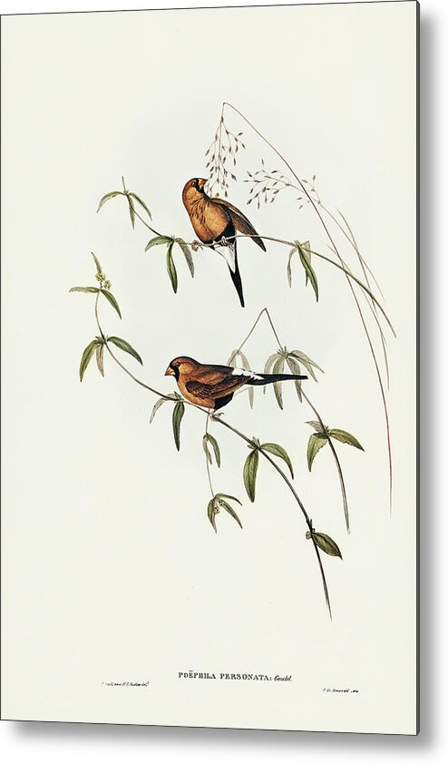 Masked Grass Finch Metal Print featuring the drawing Masked Grass Finch, Poephila personata by John Gould