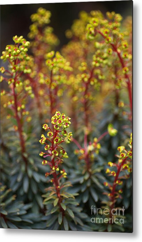 Euphorbia Characias Metal Print featuring the photograph Mediterranean Spurge Buds by Joy Watson