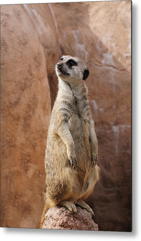 Alert Metal Print featuring the photograph Meerkat Standing Guard by Tom Potter