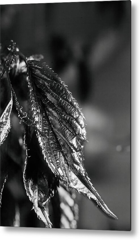 Leaf Metal Print featuring the photograph Metallic leaf by Maria Dimitrova