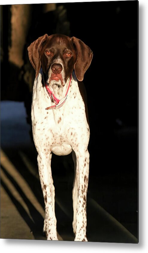 Gsp Metal Print featuring the photograph Millie by Brook Burling