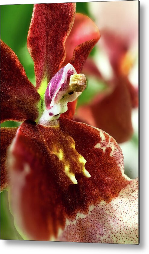 Orchid Metal Print featuring the photograph Miltonidium Bartley Schwarz Highland 03 by Weston Westmoreland