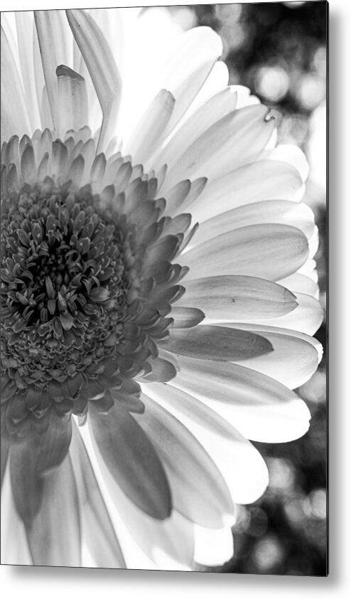 Texas Metal Print featuring the photograph Monochrome Daisy by W Craig Photography