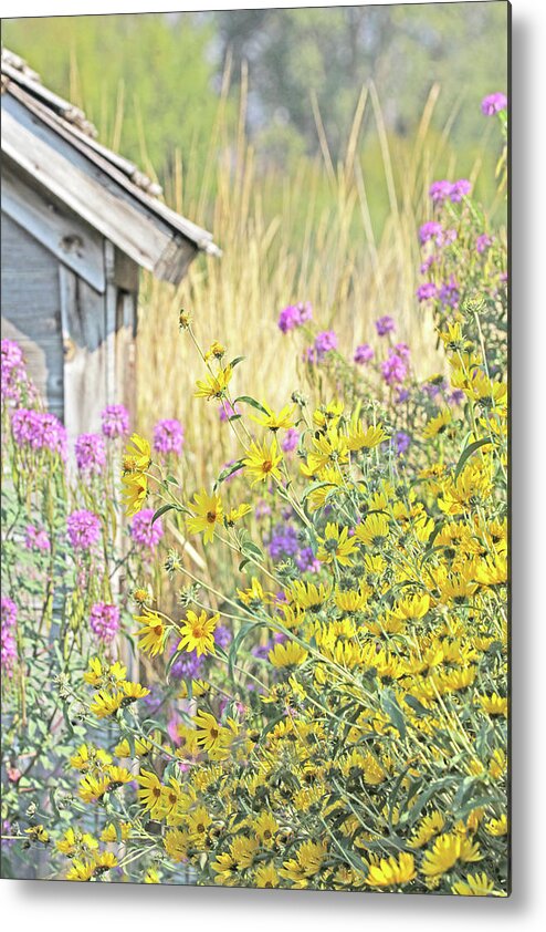Wildflowers Compass Plant Metal Print featuring the photograph Montana's Summer Flowers by Jennie Marie Schell