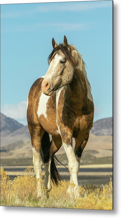 Horse Metal Print featuring the photograph Moon Drinker 1 by Kent Keller