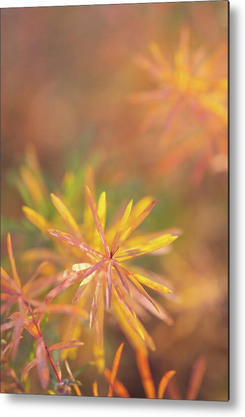 Macro Metal Print featuring the photograph Morning Fresh by Darren White