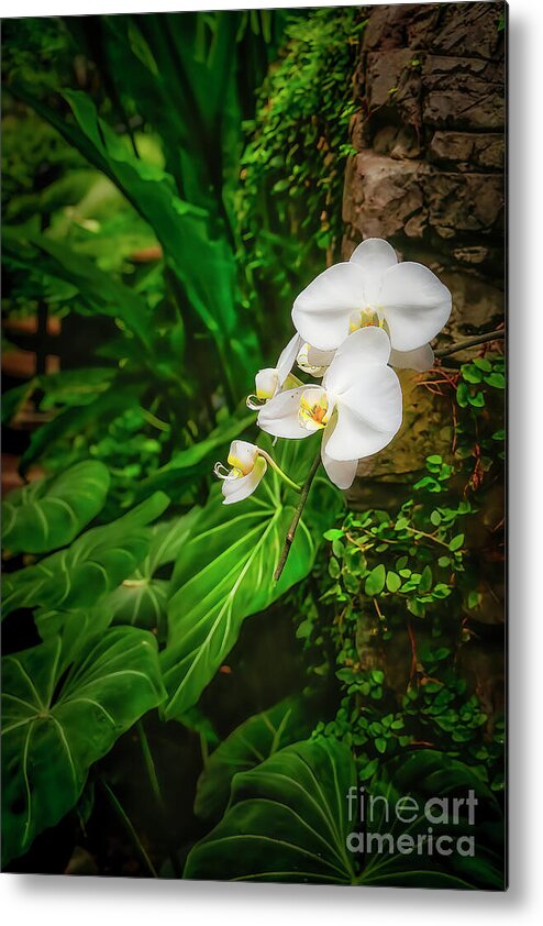 Orchid Metal Print featuring the photograph Moth Orchid by Shelia Hunt