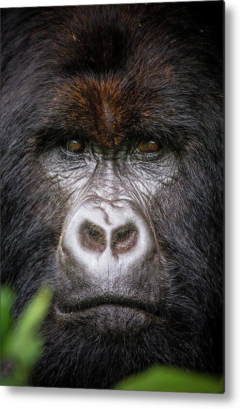 Mountain Gorilla Metal Print featuring the photograph Mountain Gorilla Portrait by Kate Malone