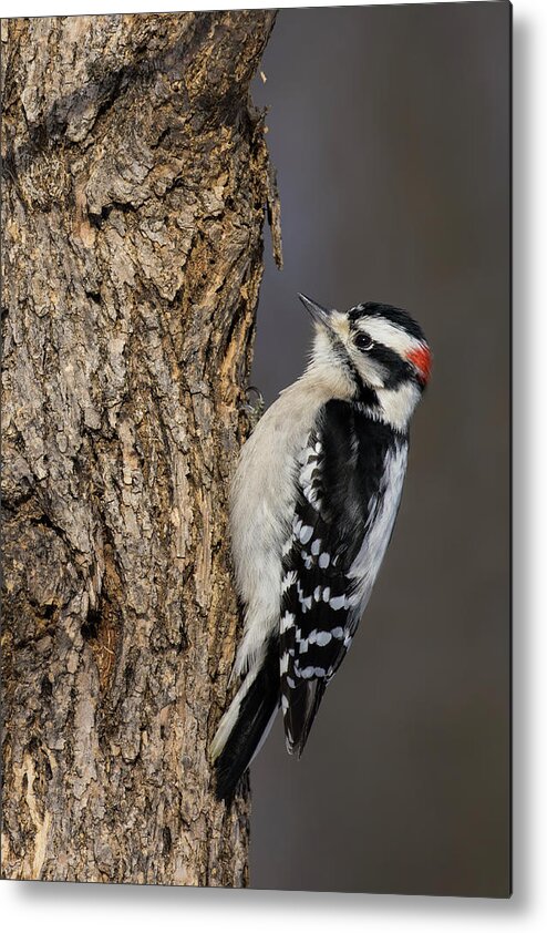 Male Metal Print featuring the photograph Mr Downy Woodpecker by Mircea Costina Photography