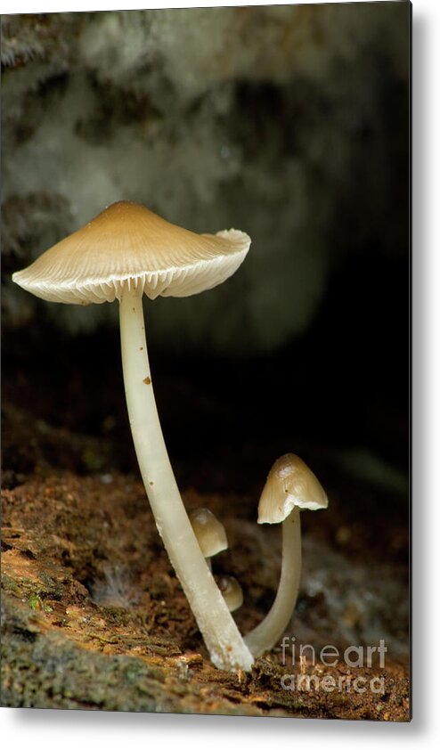 Mushrooms Metal Print featuring the photograph Mushrooms by Rich S