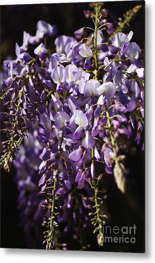 Acanthaceae Metal Print featuring the photograph Natural Wisteria Bouquet by Joy Watson