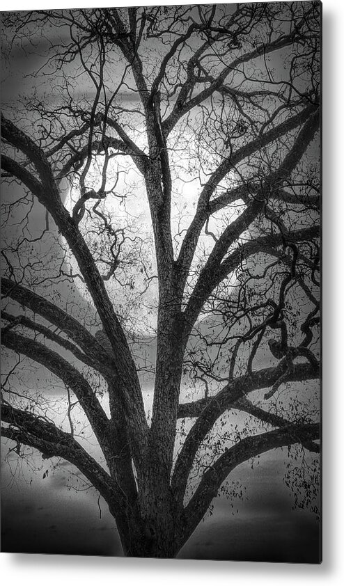 Carolina Metal Print featuring the photograph Nature in Stained Glass in Black and White by Debra and Dave Vanderlaan