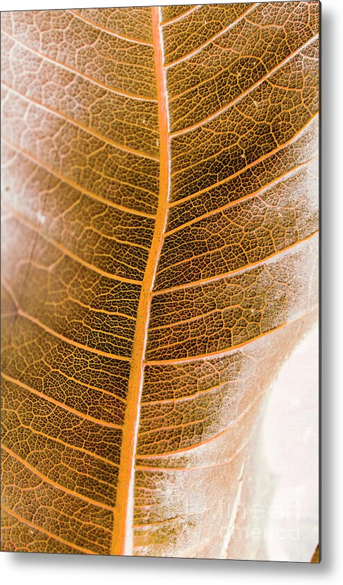Leaves Metal Print featuring the photograph Natures intricacies by Jorgo Photography