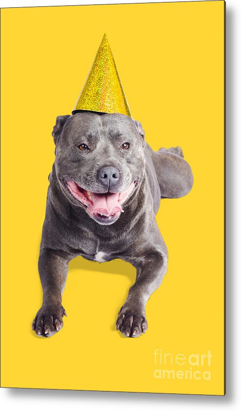 Party Metal Print featuring the photograph New year dog with party hat by Jorgo Photography