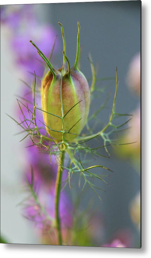 Flower Metal Print featuring the photograph Nigella Bud II by Mary Anne Delgado