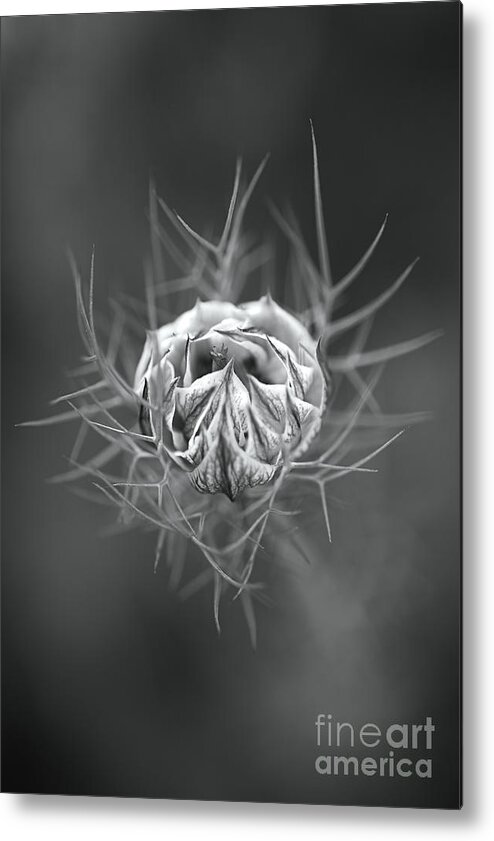 Nigella Metal Print featuring the photograph Nigella Flower Round Bud by Joy Watson