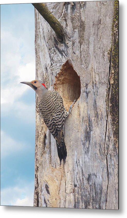 Northern Flicker Metal Print featuring the photograph Norther Flicker by Brook Burling