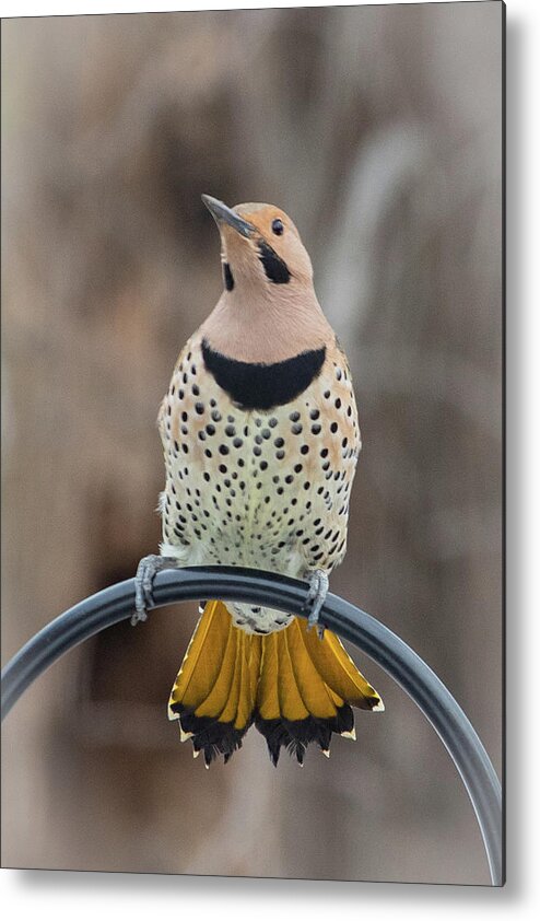 2019 Metal Print featuring the photograph Northern Flicker 9 by Gerri Bigler