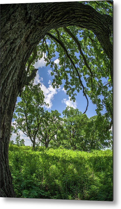 Oak Metal Print featuring the photograph Oak Tree Zen by Peter Herman