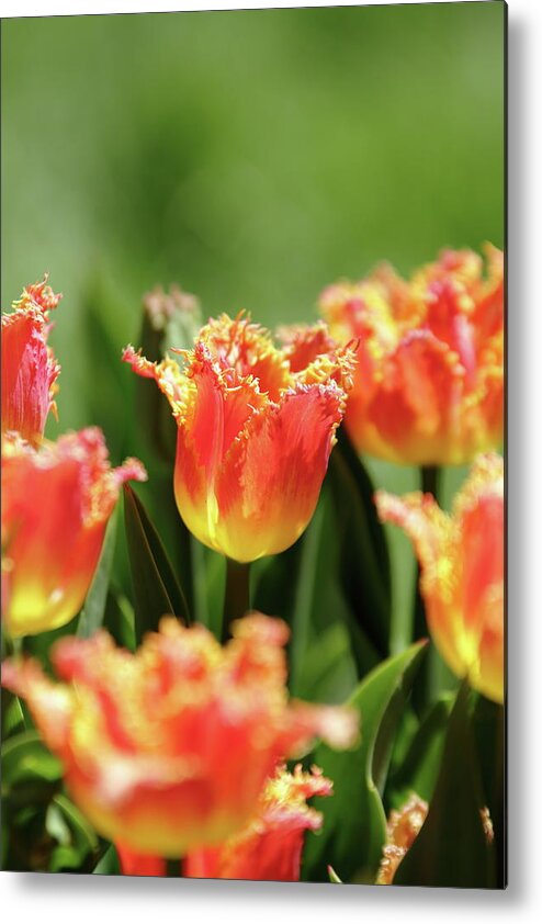 Nature Metal Print featuring the photograph On Fire by Lens Art Photography By Larry Trager