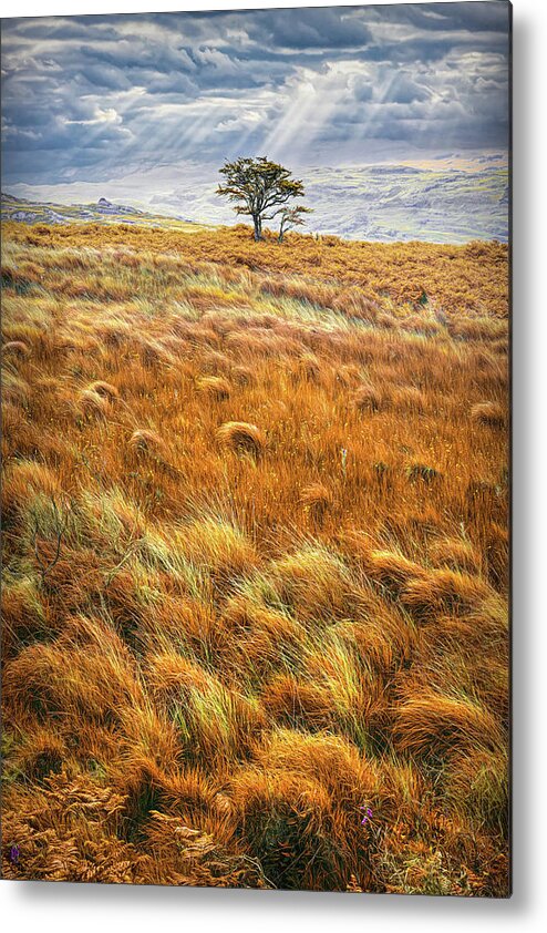 Clouds Metal Print featuring the photograph One Tree in the Autumn Irish Mist by Debra and Dave Vanderlaan