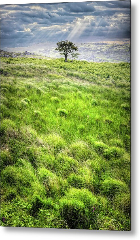 Clouds Metal Print featuring the photograph One Tree in the Irish Mist by Debra and Dave Vanderlaan