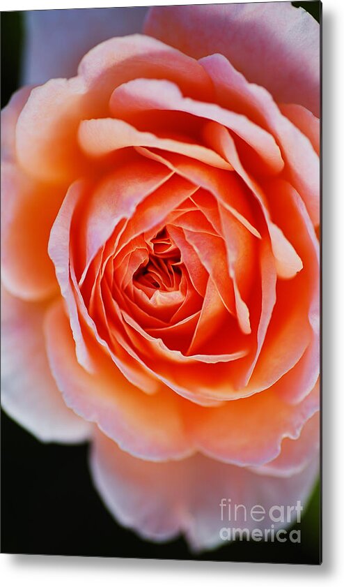 Abraham Darby Rose Flower Metal Print featuring the photograph Orange To Pink Rose by Joy Watson