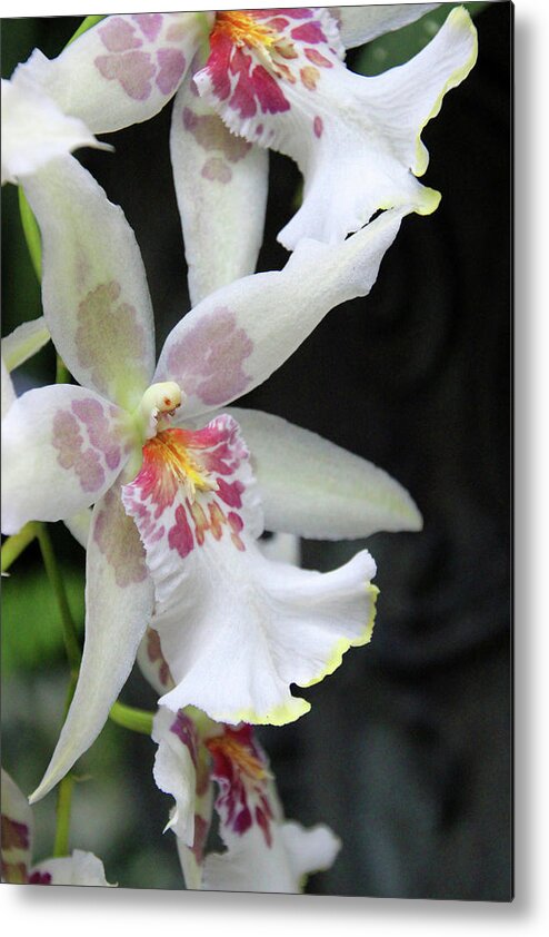 Orchids Metal Print featuring the photograph Orchids by Carolyn Stagger Cokley