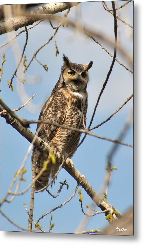 Nature Metal Print featuring the photograph Owl Attitude by Vallee Johnson