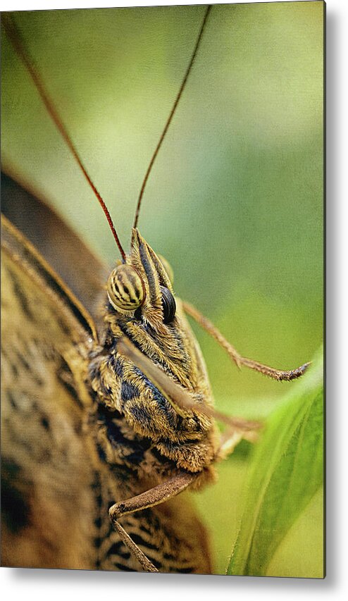 Closeup Metal Print featuring the photograph Owl Butterfly Close-Up by Maria Angelica Maira