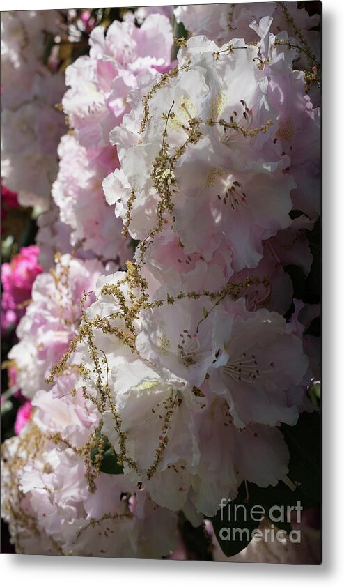 Rhododendron Metal Print featuring the photograph Pale pink rhododendron flowers 1 by Adriana Mueller