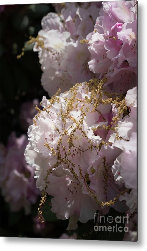Rhododendron Metal Print featuring the photograph Pale pink rhododendron flowers 2 by Adriana Mueller