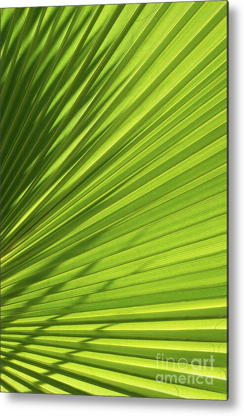 Palm Leaf Metal Print featuring the photograph Palm leaf with light and shadow 1 by Adriana Mueller