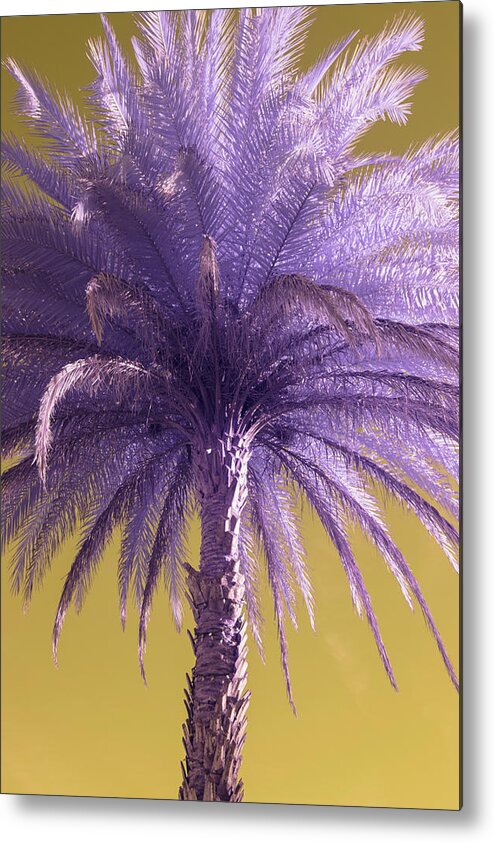 Palm Metal Print featuring the photograph Palm Tree by Carolyn Hutchins