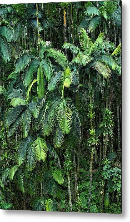 Palm Trees Metal Print featuring the photograph Palm Tree Forest Hawai'i Island by Heidi Fickinger